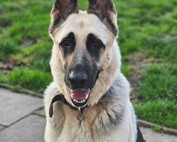 Tom-Beitrag-314x200px-177x142 Werde wie wir - Partner der Tiere