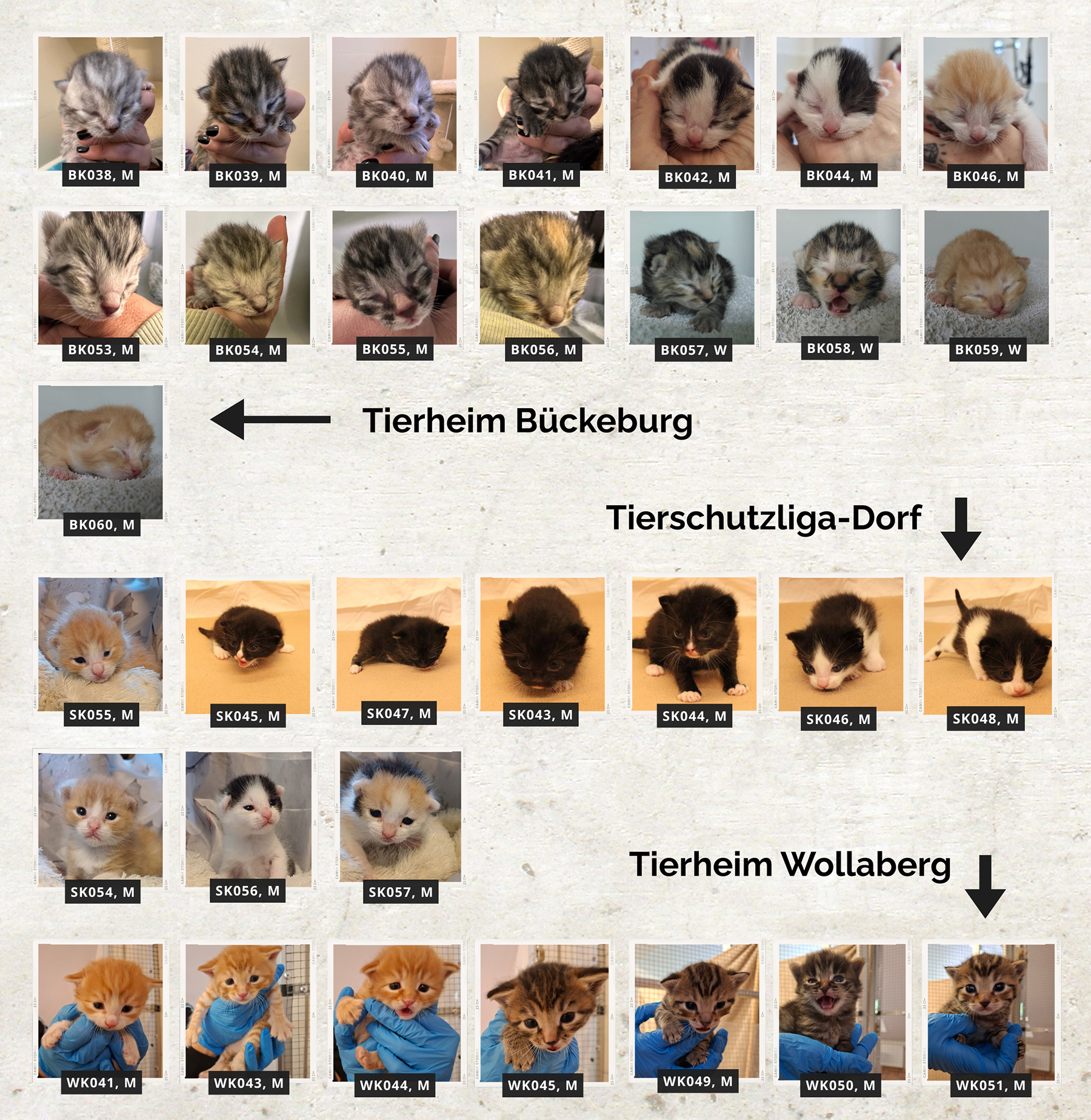 32-Kitten 32 kleine Leben. Nur eine Chance: Ihre.