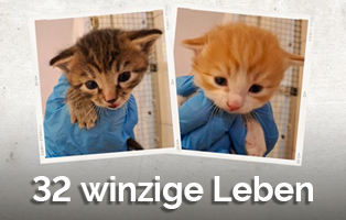 Beitragsbild-32-Kitten-314x200px Tombola Erlös für das Tierheim Bückeburg