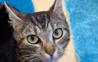 Mama-Prija Ein neuer Hundetrakt für Bückeburg