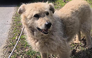 Ruede-13-Jahre-alt-aus-Ungarn 4 Hunde – dem Tod so nah