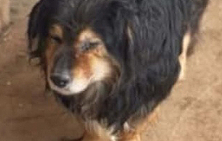 Ruede-8-Jahre-alt-aus-Rumaenien 4 Hunde – dem Tod so nah