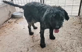 Ruede-Schwarz-10-Jahre-alt-aus-Ungarn 4 Hunde – dem Tod so nah