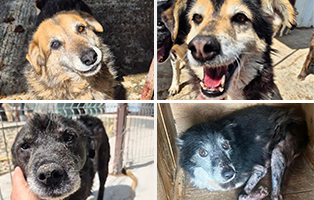 Beitragsbild-4Hunde-Rumaenien-314x200px Glücklich vermittelt - Tierschutzliga Dorf Neuhausen