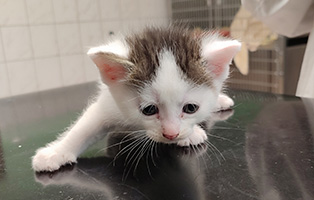 KK-SK082-314x200px 4 Kitten suchen Start-ins-Leben Paten