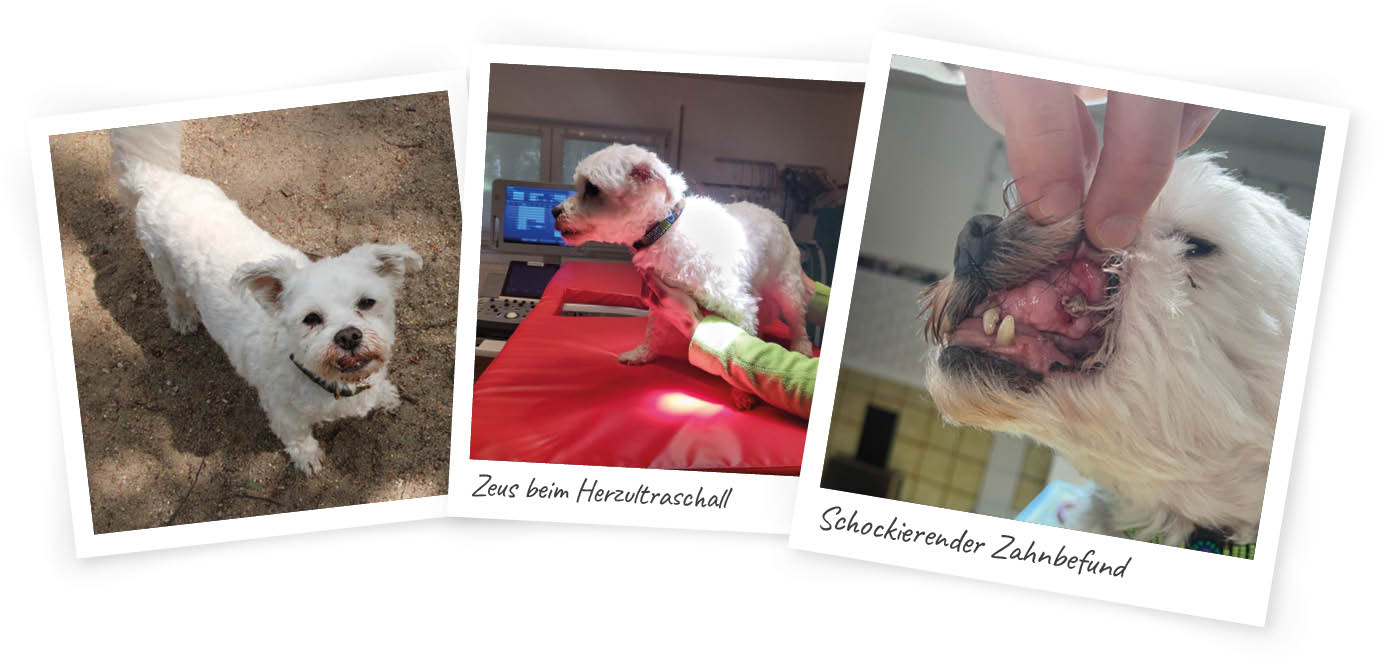 Polaroid-Bilder-Zeus ZEUS braucht jetzt Ihre Hilfe - bevor es zu spät ist!