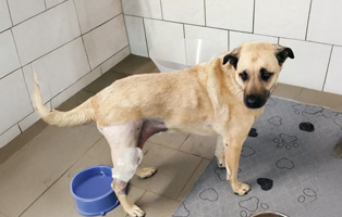 Ares-Beitragsbild-314x200px Neuer Hundeauslauf an Baracke 9