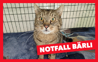 Bärli-Beitragsbild-314x200px TIERSCHUTZLIGA-Dorf