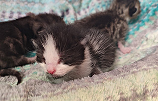 Danko-SK090-25 5 Kitten und ihre Mama suchen liebevolle Paten