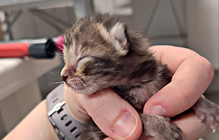 Dax-SK093-25 5 Kitten und ihre Mama suchen liebevolle Paten