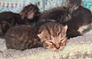 Debby-SK094-25 5 Kitten und ihre Mama suchen liebevolle Paten