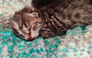Dorian-SK092-25 5 Kitten und ihre Mama suchen liebevolle Paten