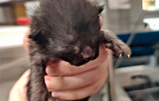 Drago-SK091-25 5 Kitten und ihre Mama suchen liebevolle Paten