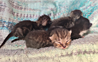 Fuenf-Kitten-Paten-Beitragsbild-314x200px 3 Katzenmädels suchen Start-ins-Leben Paten