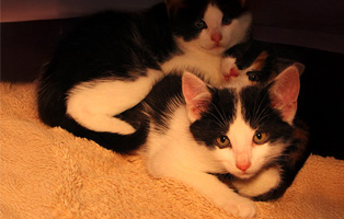 Heike-4-Kitten-Beitragsbild-314x200px Valentinstag - Eine Chance Liebe zu spenden