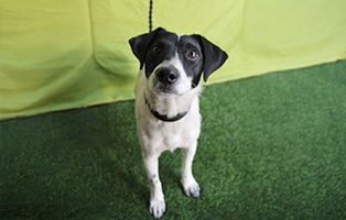 Huendin-weiß-schwarz-1-Jahre-alt-314x200px 4 Hunde suchen Aufnahmepaten – schenken Sie Hoffnung auf ein neues Leben
