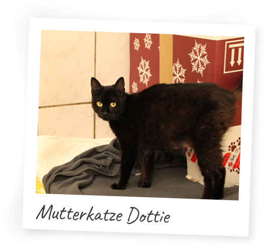 Mutterkatze-Dottie-Polaroid- 5 Kitten und ihre Mama suchen liebevolle Paten