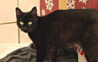 Mutterkatze-Dottie-SK071 5 Kitten und ihre Mama suchen liebevolle Paten