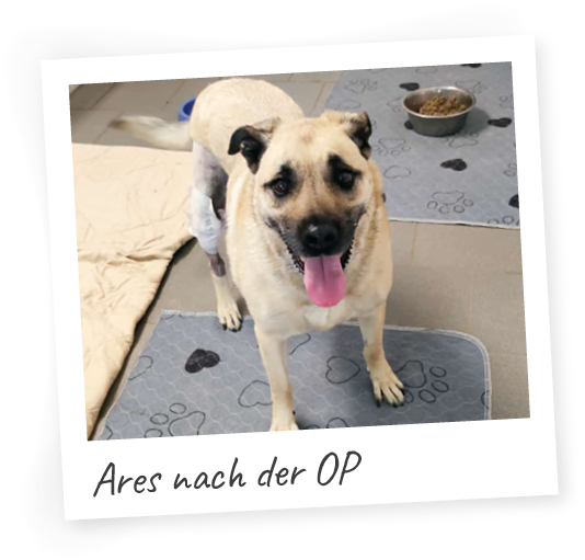 Nach-der-Op-Polaroid Ares wurde aufgegeben – jetzt braucht er uns alle