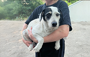 Ruede-8-Jahre-alt-314x200px 4 Hunde suchen Aufnahmepaten – schenken Sie Hoffnung auf ein neues Leben