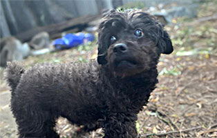 Blinder-Ruede-mind-10-Jahre-alt-314x200px 5 Hunde brauchen Hoffnung auf ein neues Leben