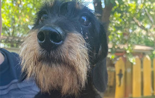 Huendin-3-Jahre-alt-314x200px 5 Hunde brauchen Hoffnung auf ein neues Leben