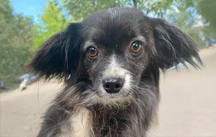 Huendin-5-Jahre-alt-314x200px 5 Hunde brauchen Hoffnung auf ein neues Leben