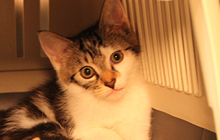Jamal-SK112_25 12 Kitten und 3 Mamakatzen brauchen Ihre Hilfe