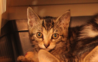 Josie-SK114_25 12 Kitten und 3 Mamakatzen brauchen Ihre Hilfe