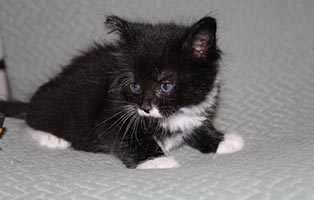 Keks-SK119 Wir suchen Start-ins-Leben Paten für unsere 4 Kitten