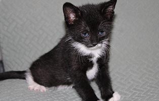 Kiwi-SK117_25 Wir suchen Start-ins-Leben Paten für unsere 4 Kitten