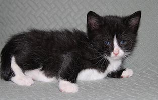 Koko-SK118_25 Wir suchen Start-ins-Leben Paten für unsere 4 Kitten