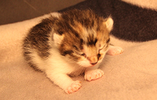 Lina-SK133_25 12 Kitten und 3 Mamakatzen brauchen Ihre Hilfe