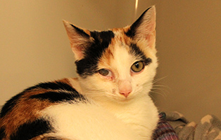 Nani-SK124_25 12 Kitten und 3 Mamakatzen brauchen Ihre Hilfe