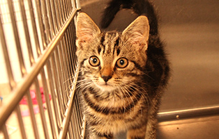 Norbert-SK125_25 12 Kitten und 3 Mamakatzen brauchen Ihre Hilfe