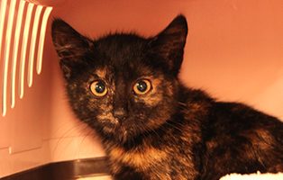Pitti-SK127_25 12 Kitten und 3 Mamakatzen brauchen Ihre Hilfe