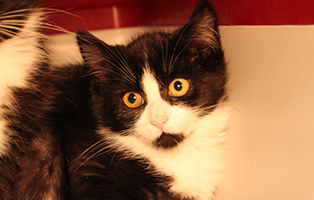 Quella-SK130_25 12 Kitten und 3 Mamakatzen brauchen Ihre Hilfe