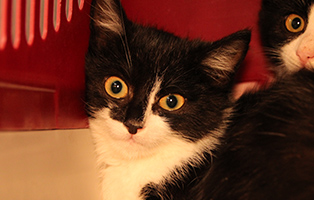 Quendolin-SK135_25 12 Kitten und 3 Mamakatzen brauchen Ihre Hilfe