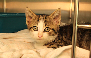 Ruben-SK134_25 12 Kitten und 3 Mamakatzen brauchen Ihre Hilfe