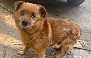 Ruede-mindestens-10-Jahre-alt-314x200px 5 Hunde brauchen Hoffnung auf ein neues Leben