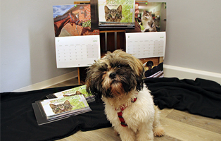 Beitrag-Kalender-2026-314x200px Weihnachtspate werden und unseren Tierheimen helfen