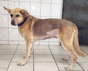 Sultan-Beitrag-314x200px-177x142 Werde wie wir - Partner der Tiere