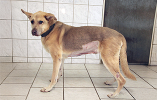 Sultan-Beitrag-314x200px Startseite