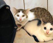 Ulli-Uwe-314x200px-177x142 Werde wie wir - Partner der Tiere