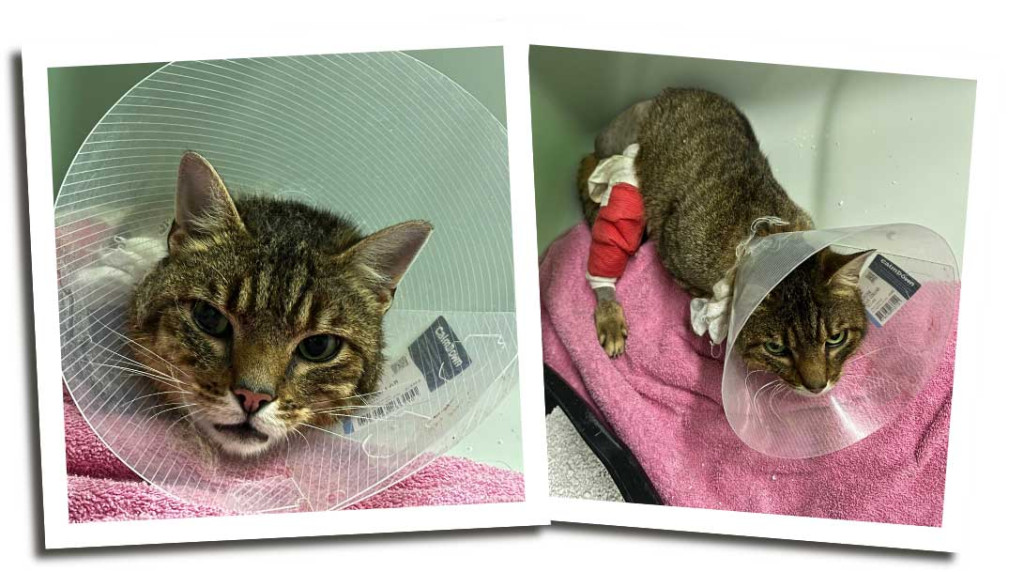 max-1024x572 Kater Max kämpft sich zurück ins Leben – bitte helfen Sie ihm