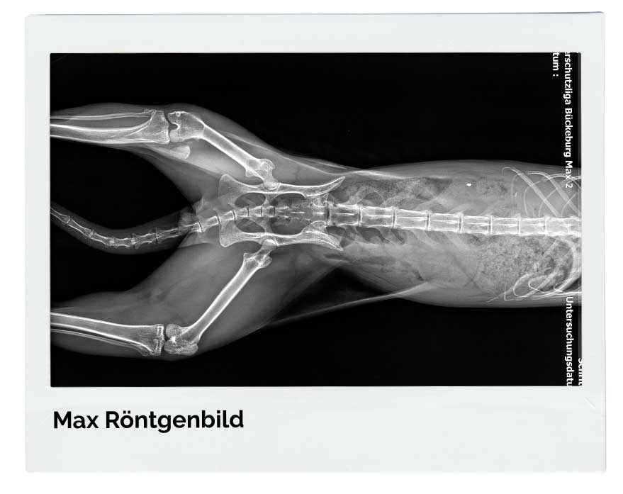 maxrö-1 Kater Max kämpft sich zurück ins Leben – bitte helfen Sie ihm