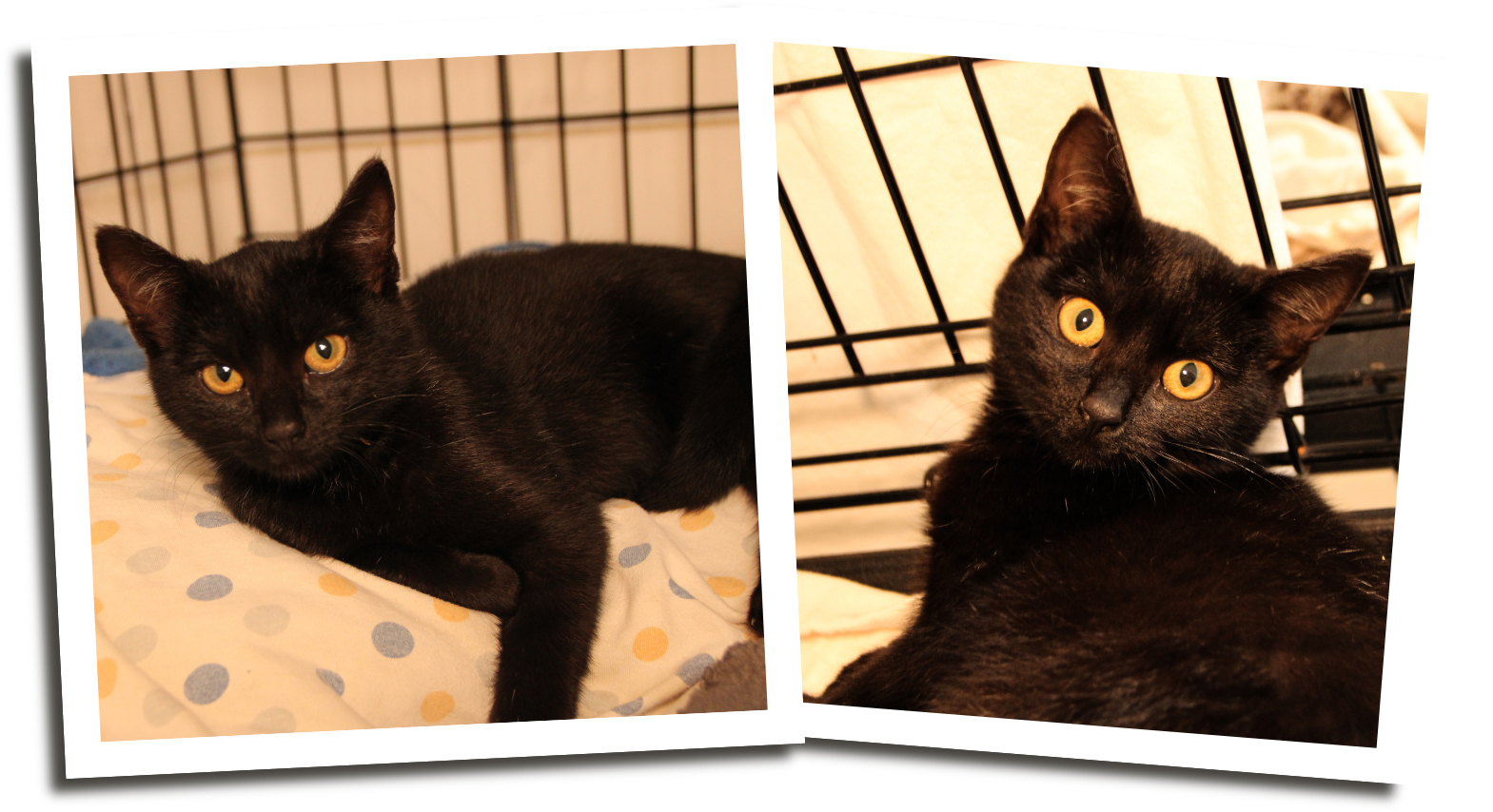 puppi2 Püppi braucht uns mehr denn je – bitte helfen Sie ihr!