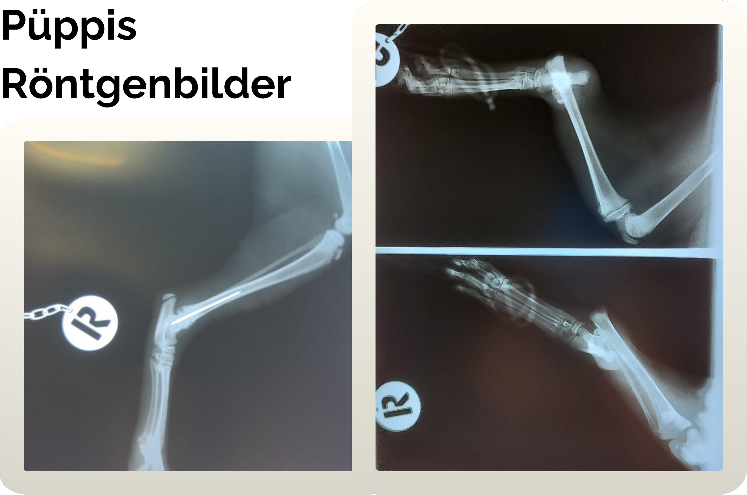 puppi4 Püppi braucht uns mehr denn je – bitte helfen Sie ihr!