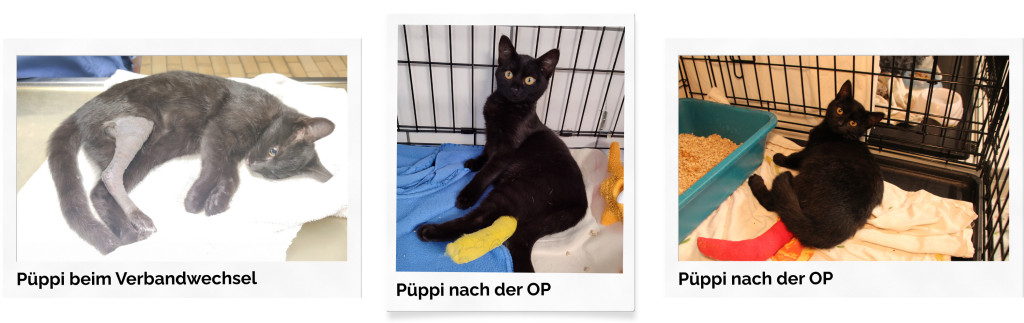 puppi5-1-1024x323 Püppi braucht uns mehr denn je – bitte helfen Sie ihr!