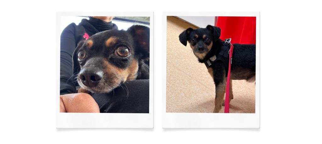 rambo11-1024x459 Rambo braucht dringend medizinische Unterstützung!